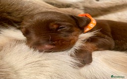 Dobermann dogs for sale: KC REGISTERED HEALTH TESTED DOBERMAN PUPS - Image 27