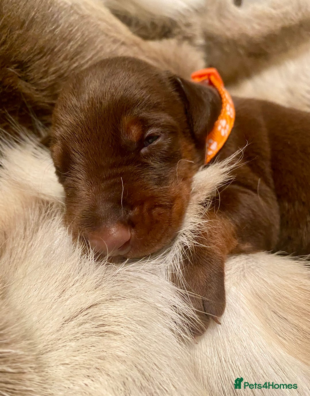 Dobermann dogs for sale: KC REGISTERED HEALTH TESTED DOBERMAN PUPS - Image 27
