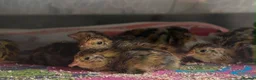 Quail poultry for sale: Japanese (Coturnix) Quails - Advert 3