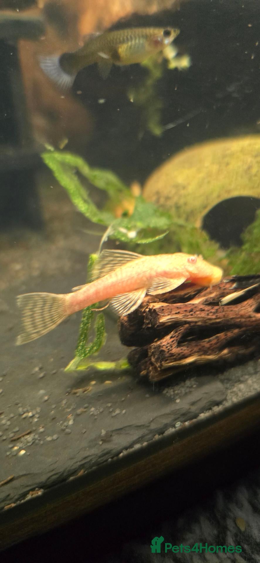 Plecos fish for sale: Albino bristlenose pleco - Advert 1