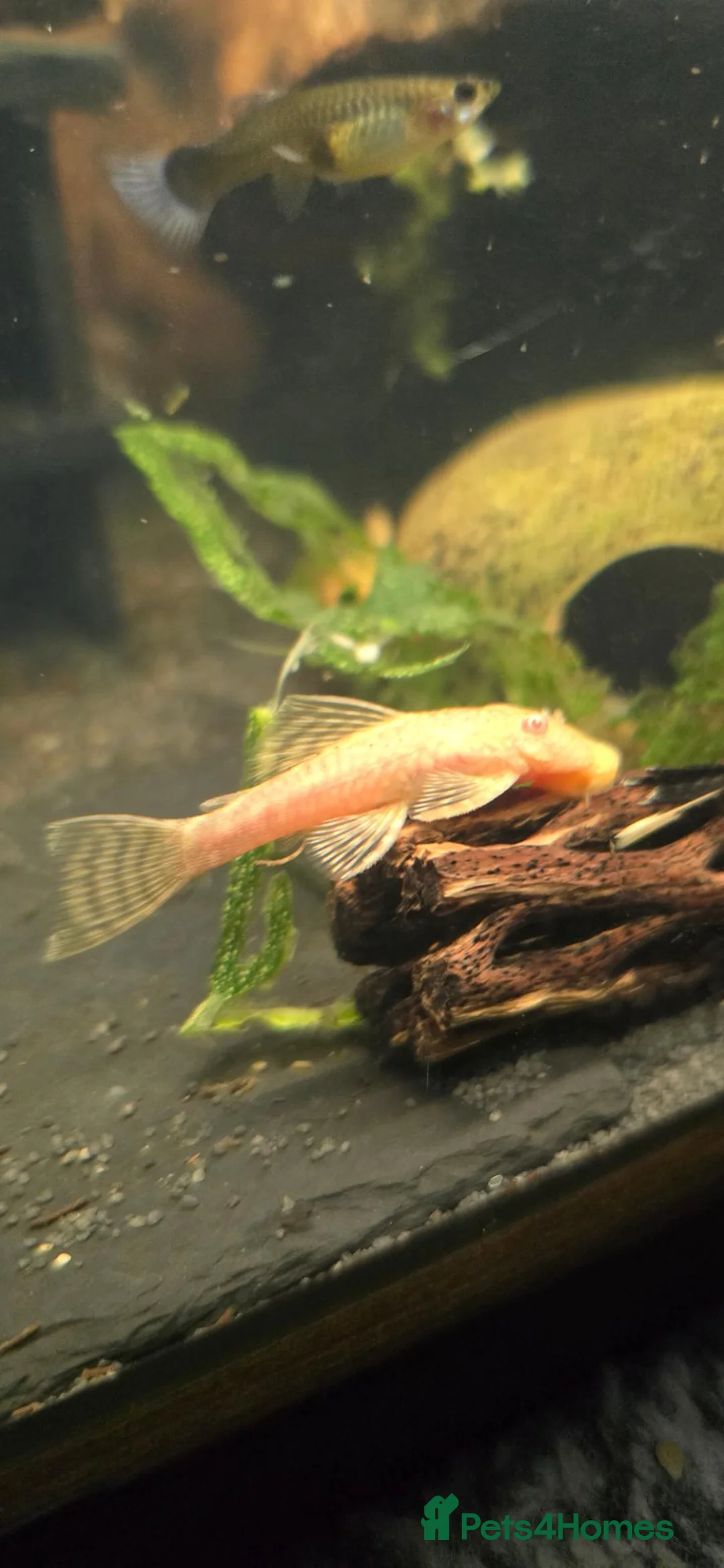 Plecos fish for sale: Albino bristlenose pleco - Advert 1