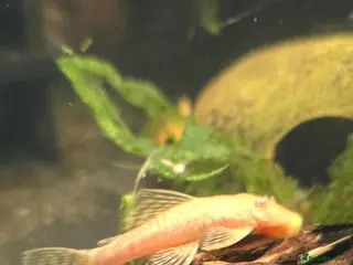 Plecos fish Albino bristlenose pleco - Advert 1