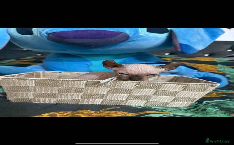 Sphynx cats - Advert 3
