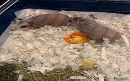 Guinea Pig rodents for sale: Skinny Pigs /werewolf piggies  - Image 1