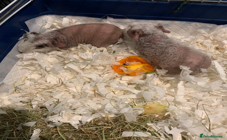 Guinea Pig rodents - Advert 5