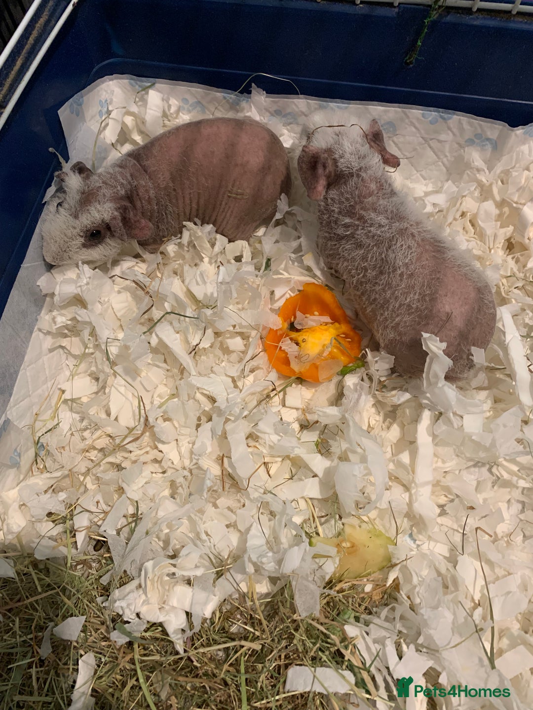 Guinea Pig rodents for sale: Skinny Pigs /werewolf piggies  - Image 1