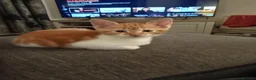 Mixed Breed cats for sale: Adorable kittens ready for forever/loving home - Advert 16