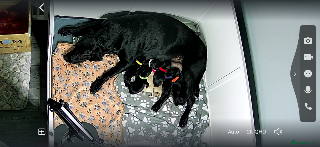 Labrador Retriever dogs for sale: Labrador puppies  - Image 1