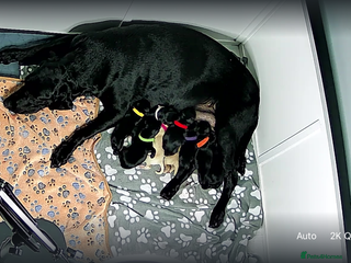 Labrador Retriever dogs Labrador puppies - Advert 3