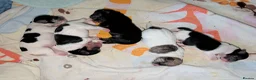 Mixed Breed dogs for sale: Mixed Breed Puppies  in Ashford - Advert 8