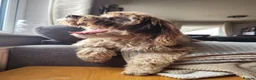 Cockapoo dogs for sale: 10 month old Cockapoo  in Crediton - Advert 6