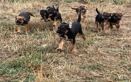 Mixed Breed dogs for sale: Border terrier x jack Russell puppies - Image 8