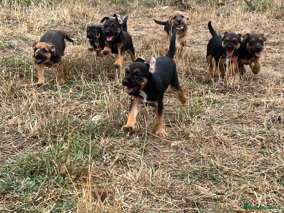 Mixed Breed dogs for sale: Border terrier x jack Russell puppies - Image 8