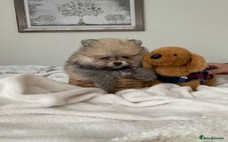 Pomeranian dogs for sale: Pomeranian  - Image 13