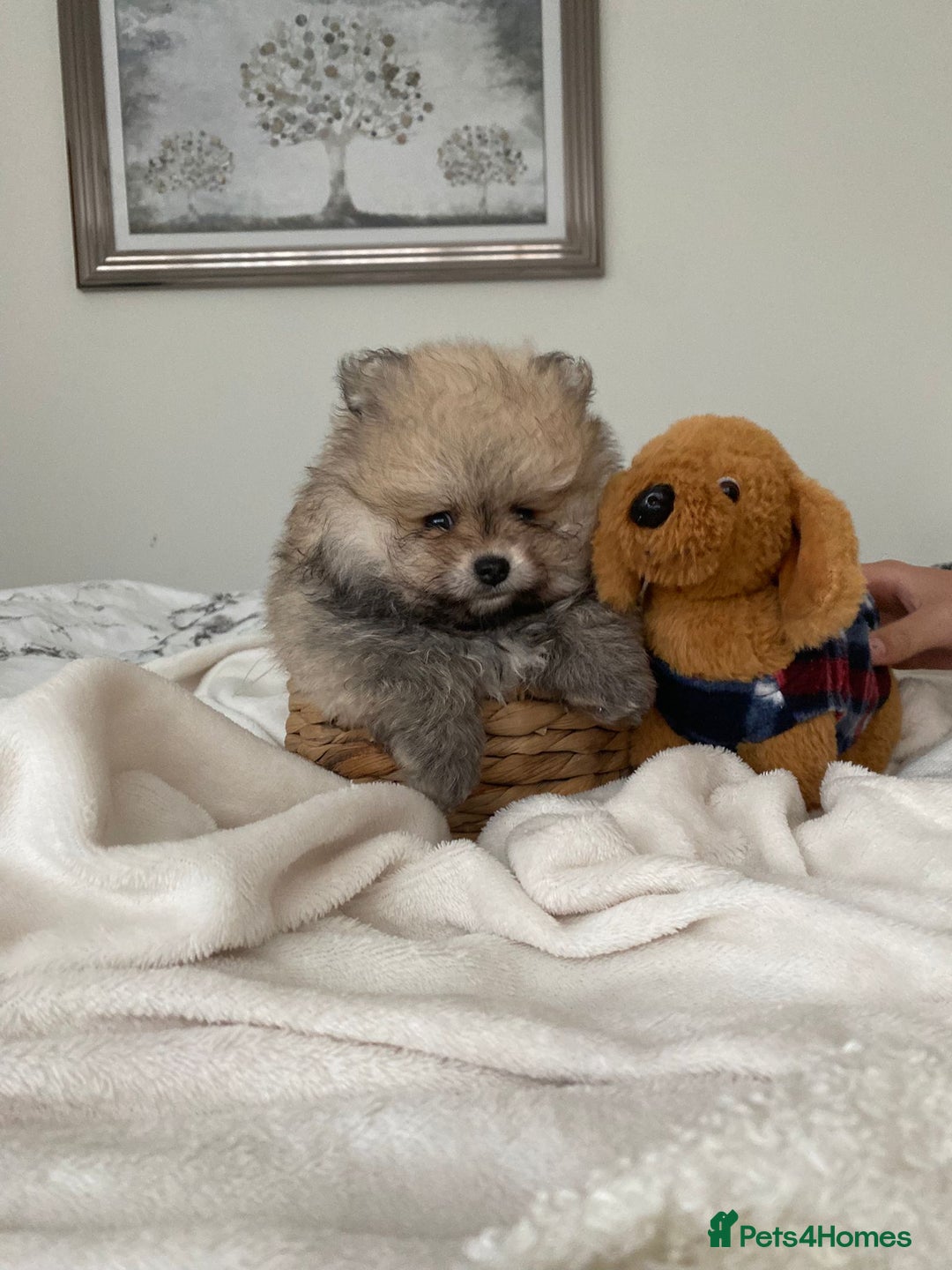 Pomeranian dogs for sale: Pomeranian  - Image 13