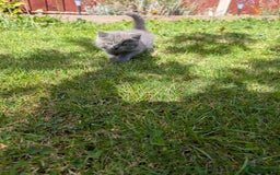 British Shorthair cats for sale: British short hair  - Image 6