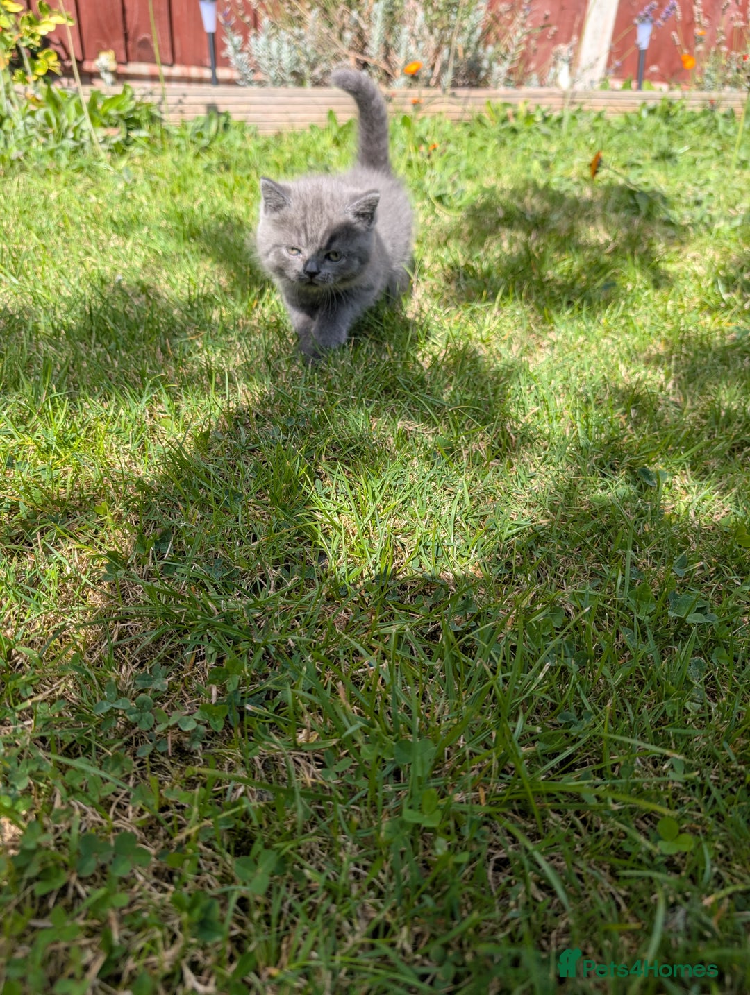 British Shorthair cats for sale: British short hair  - Image 6