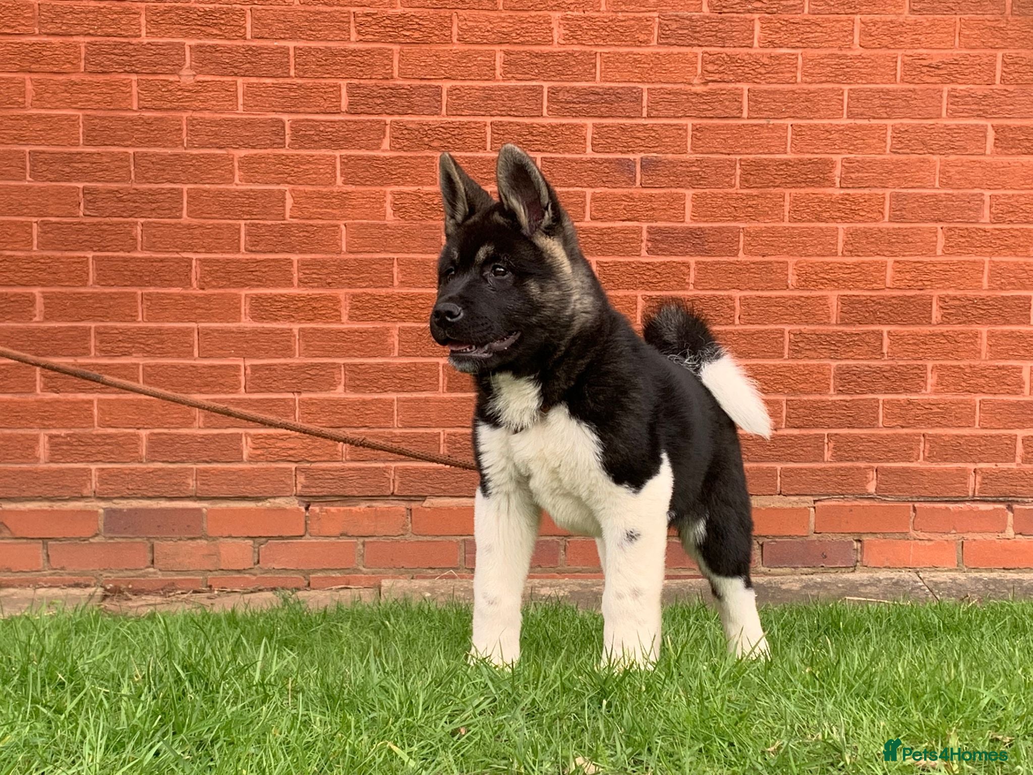 Akita dogs RKC REGISTERED FEMALE AKITA - Advert 1