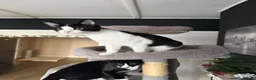 Mixed Breed cats for sale: Kittens Looking For Their Forever Homes! 🐾💕 - Advert 13