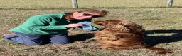 Sussex Spaniel dogs for sale: rimetime Sussex Spaniels Puppies Ready. in Peterhead - Advert 6