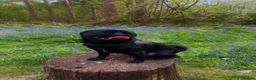 Frug dogs for sale: Fluffy Frug Boy - Advert 12