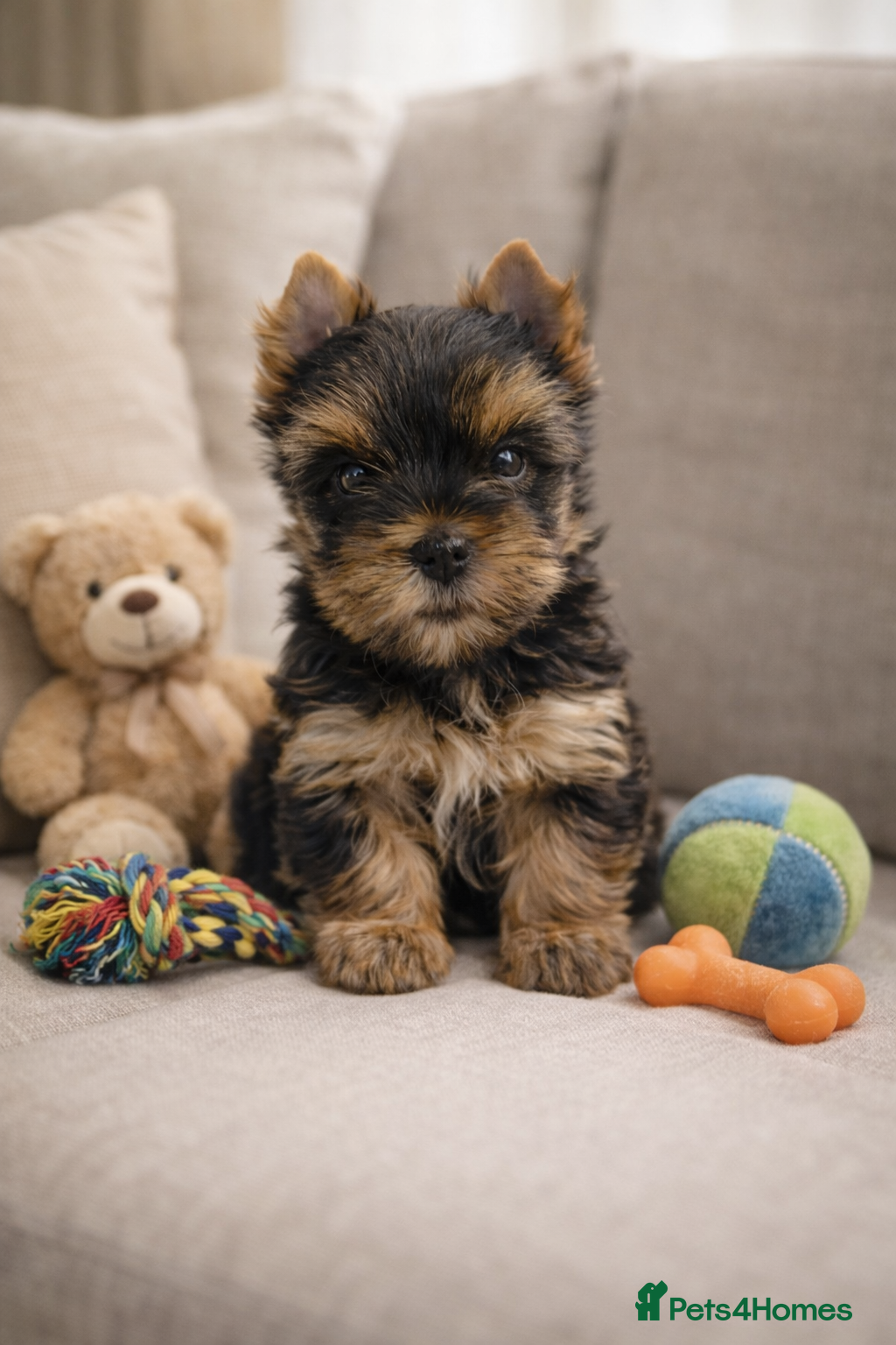 Yorkshire Terrier dogs Yorkshire Terrier  - Advert 2