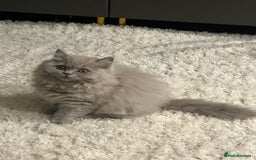 British Shorthair cats for sale: British short hair mix Scottish  - Advert 1