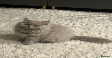 British Shorthair cats British short hair mix Scottish  - Advert 6