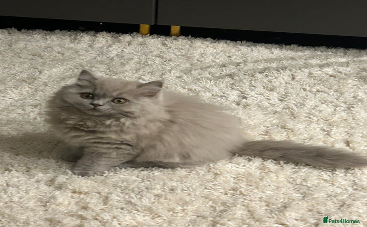 British Shorthair cats British short hair mix Scottish  - Advert 7