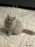 British Shorthair cats British short hair mix Scottish - Advert 6