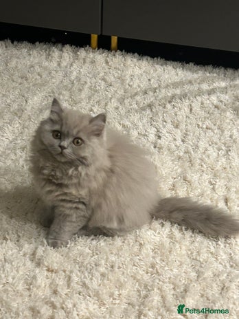 British Shorthair cats British short hair mix Scottish - Advert 2