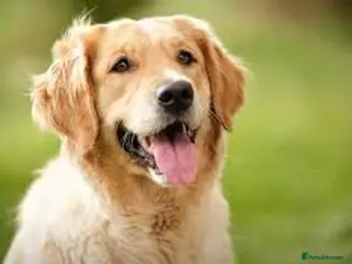 Mixed Breed dogs his is a test advert - Advert 18