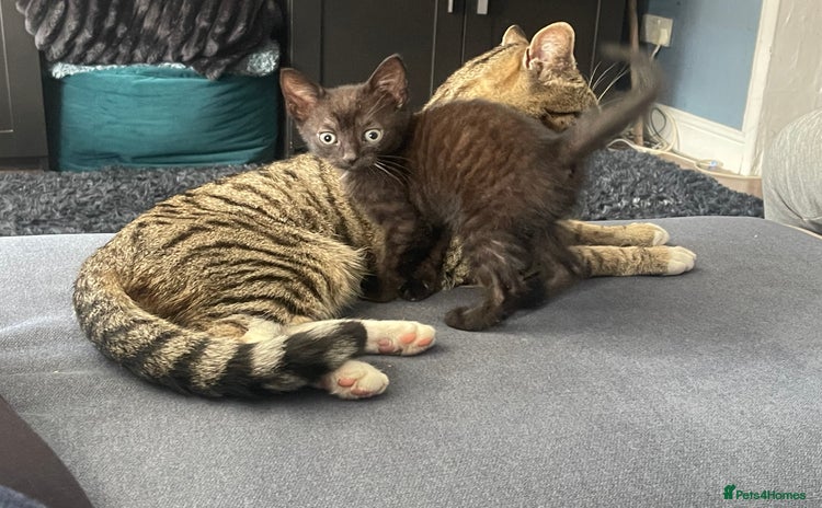 Mixed Breed cats - Advert 8