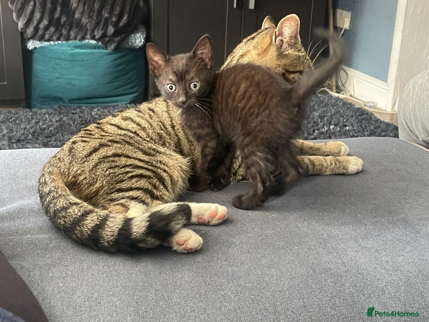 Mixed Breed cats - Advert 8