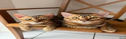 Bengal cats for sale: 🐾 Gorgeous Pure Breed Bengal Boy Kitten 🐾 - Advert 6