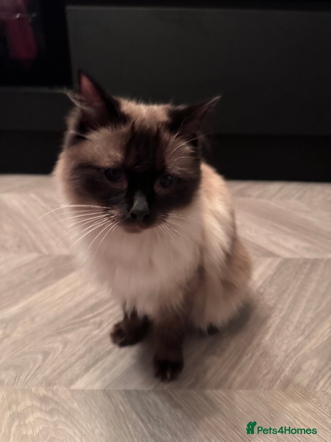 Ragdoll cats for sale: Brothers to go together  - Advert 4