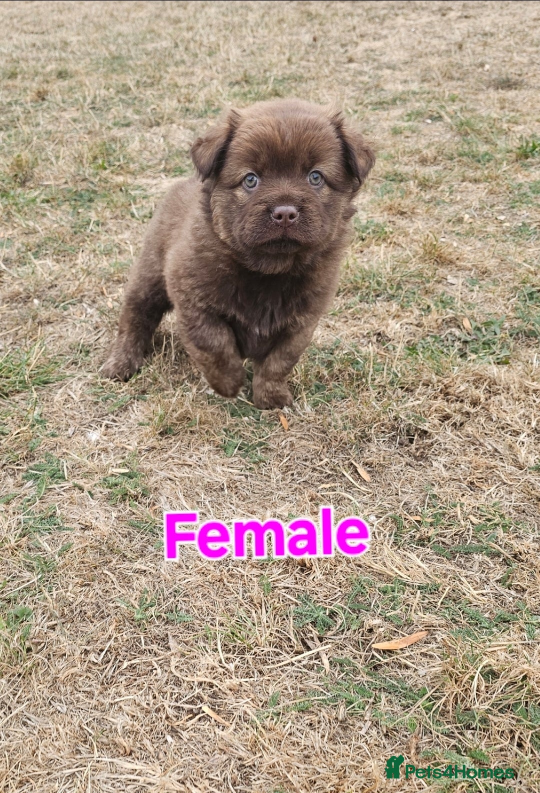 Mixed Breed dogs for sale: Chocolate frenchie X Chow carrying pink  - Image 6