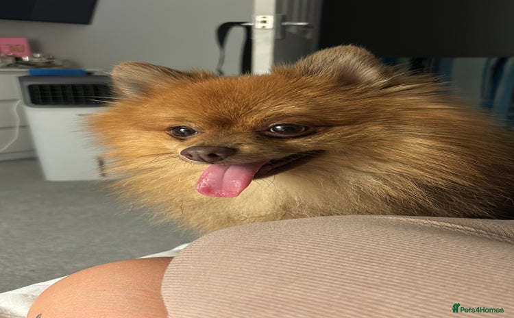 Pomeranian dogs - Advert 3