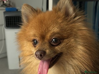 Pomeranian dogs - Advert 29