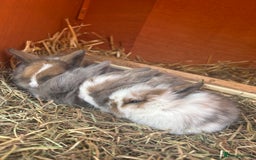 Mini Lion Lop rabbits for sale: 4 Lion Lop Kits for sale - Ready 4th November  - Image 1