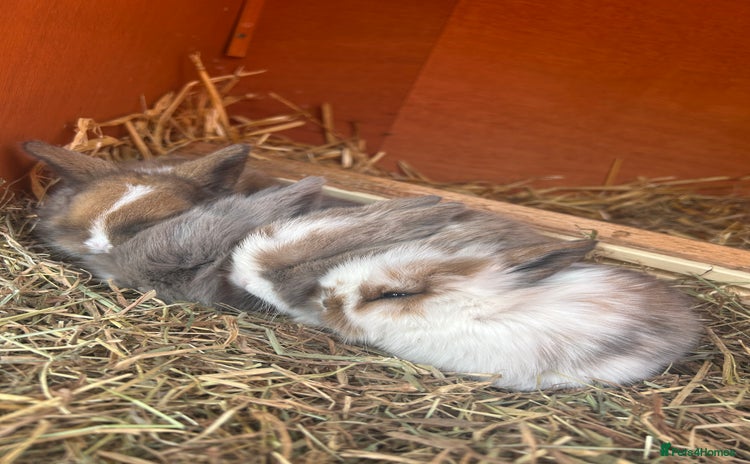 Mini Lion Lop rabbits - Advert 1