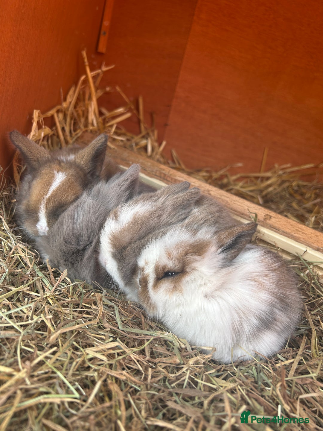 Mini Lion Lop rabbits for sale: 4 Lion Lop Kits for sale - Ready 4th November  - Image 1