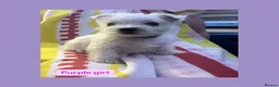 West Highland Terrier dogs for sale: West highland terriers - Advert 3