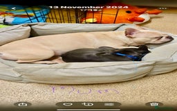 French Bulldog dogs for sale: Cream French bull dog  - Image 9
