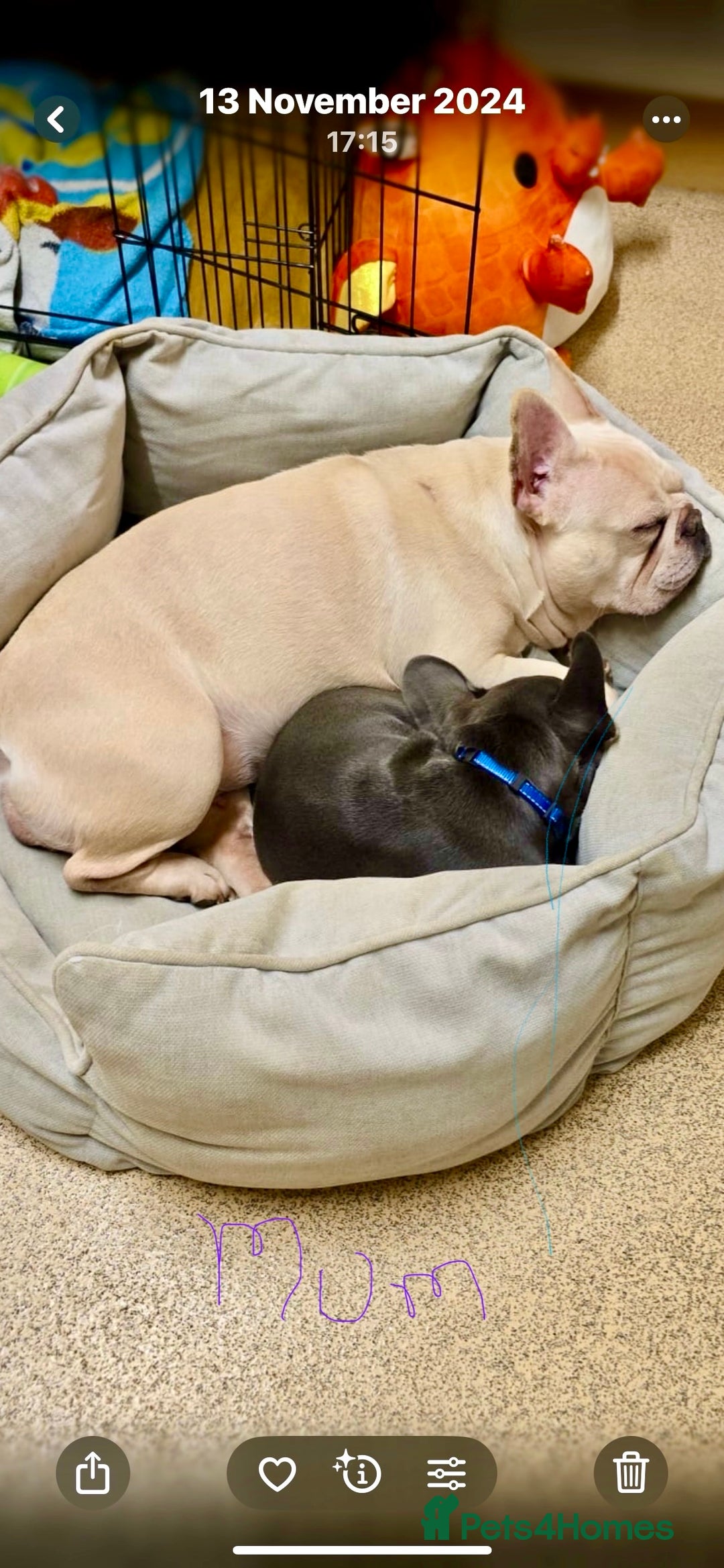 French Bulldog dogs for sale: Cream French bull dog  - Image 9
