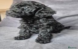 Cockapoo dogs for sale: F1b Cockapoo - ready this weekend - Image 10