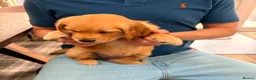 Golden Retriever dogs for sale: Golden Retriever puppy for adoption  - Advert 8