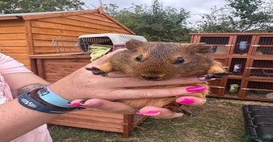 Guinea Pig rodents - Advert 2