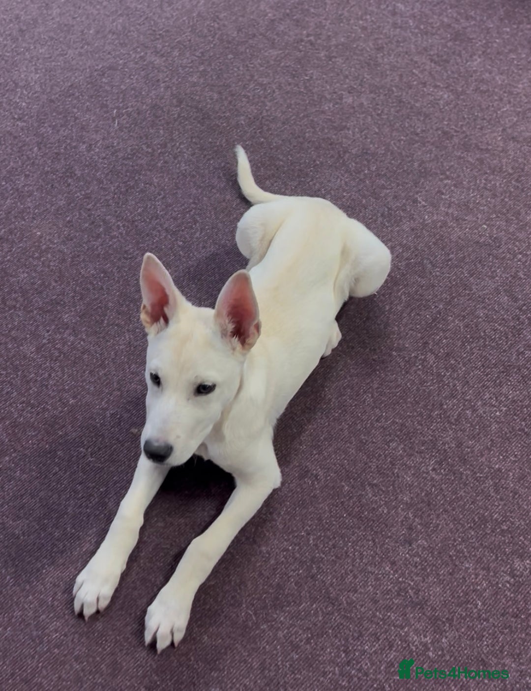 Mixed Breed dogs for sale: Mixed breed  - Advert 3