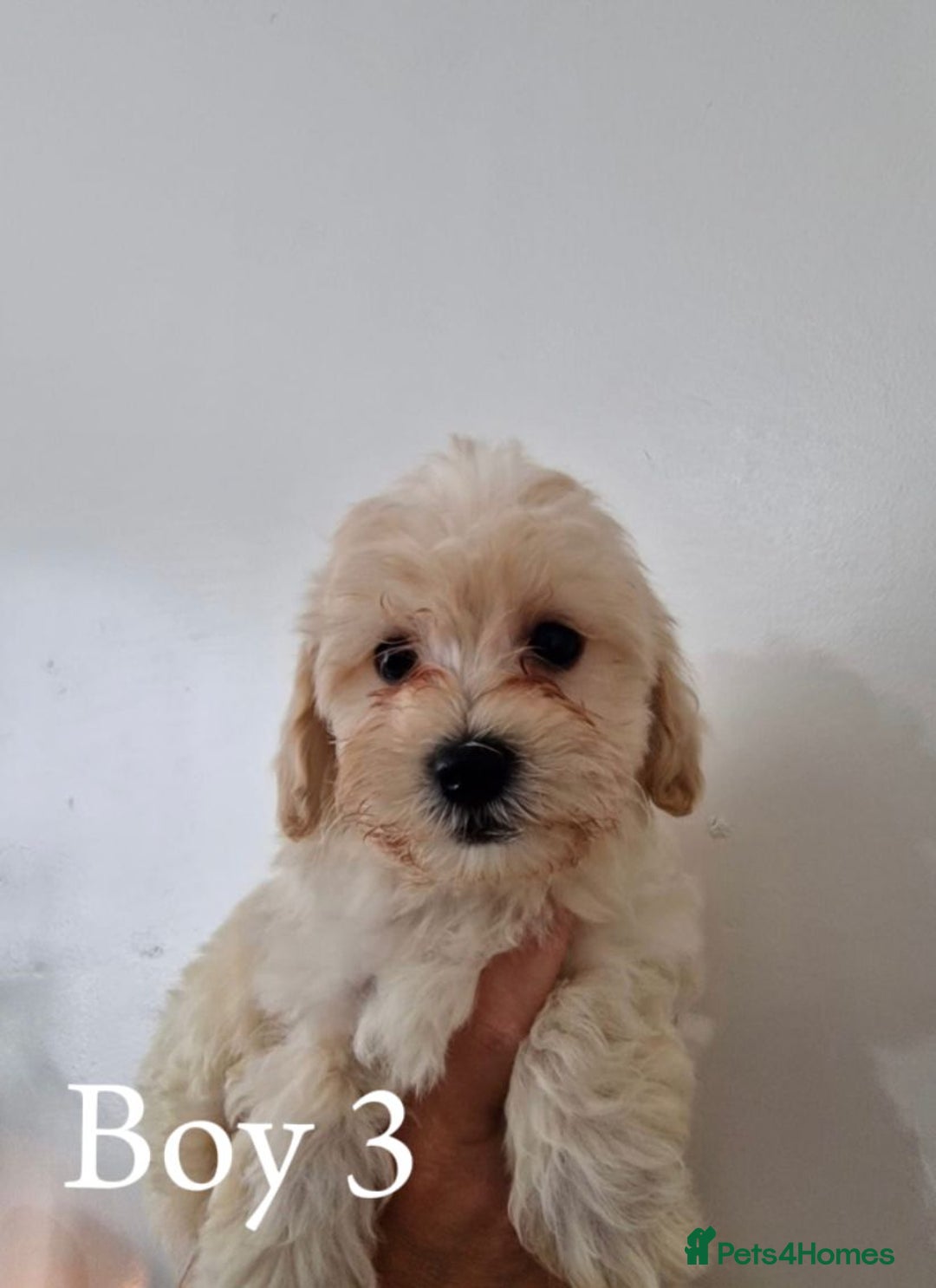 Maltipoo dogs for sale: Adorable Maltipoo Pups - Image 10